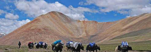 Caravane de yaks sur les plateaux tibétains au Tibet