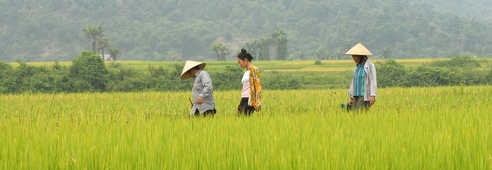 Femmes marchant dans les rizières au Vietnam