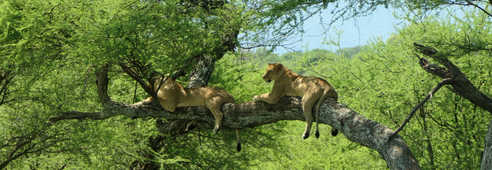 Lionnes dans les arbres dans un parc tanzanien Tanzanie