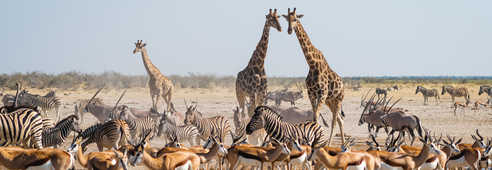 Observation animale en Namibie
