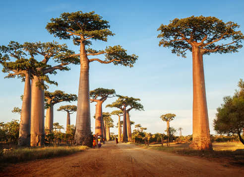 Allée des baobabs à Madagascar