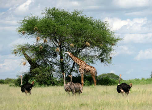 Autruches et girafes lors d'un safari dans le parc naturel du Serengeti en Tanzanie