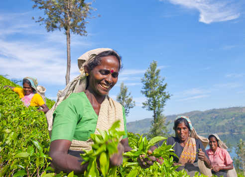 Femmes qui récoltent le thé dans les plantations