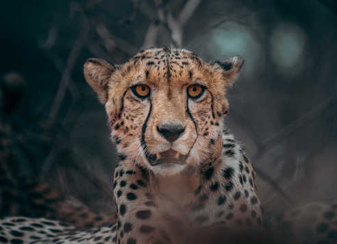 Guépard dans la brousse en Tanzanie
