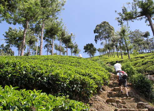 Randonneurs-dans-les-plantations-de-thé-Sri-Lanka