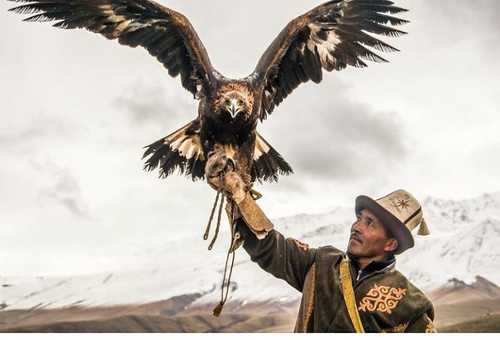 Aiglier kirghize et aigle royal