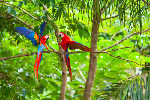 Aras au Costa Rica