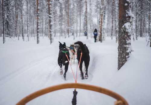 Chien de traineau dans les forêts de Suède