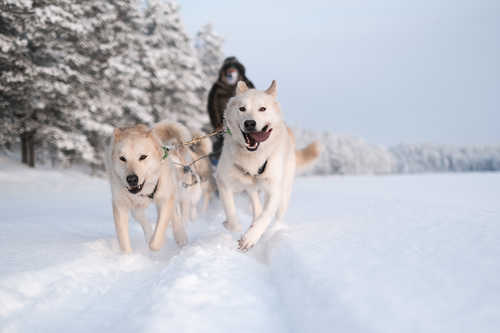 Chien de traineau en Finlande l'hiver