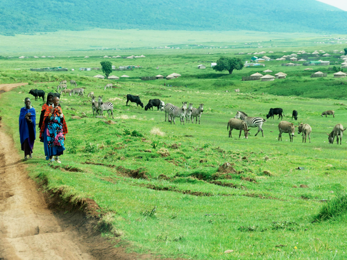 Femme masai sur un chemin à côté de zèbres et d'ânes en liberté dans la savane, en Tanzanie.