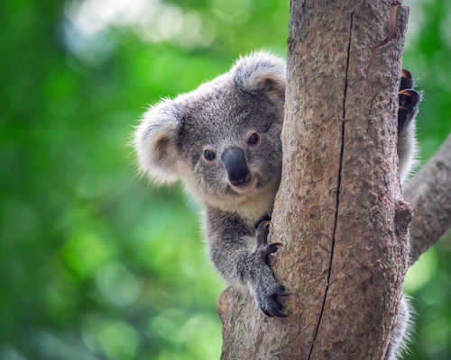 Koala accroché à un arbre en Australie
