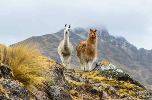 Lamas au Pérou devant la montagne