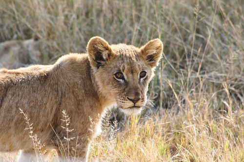 Lionceau au Botswana