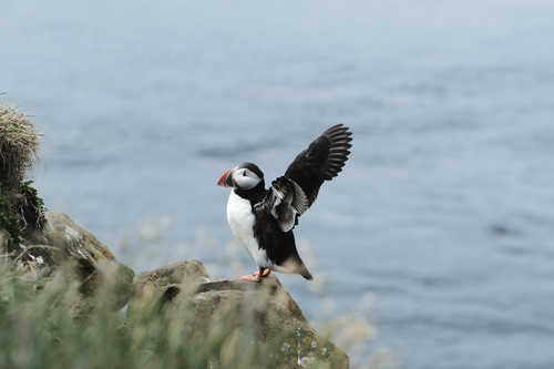Macareux en Islande, en envol