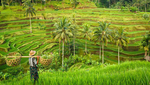 Rizière à Bali