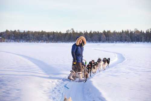 Chien de traîneau sur les lacs gelés de Finlande, Laponie