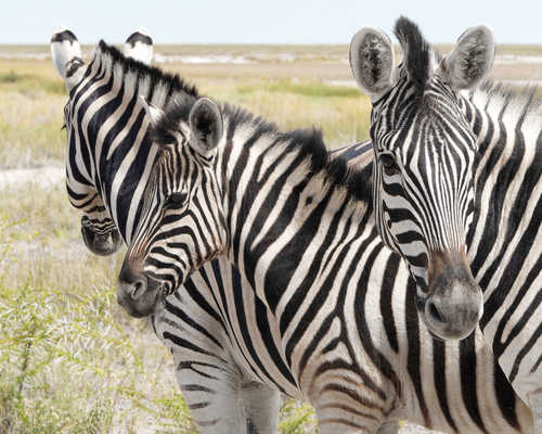 zèbres dans le parc national d'Etosha, Namibie