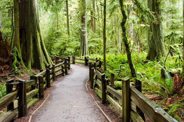 A Cathedral Grove pour admirer les pins Douglas au Canada