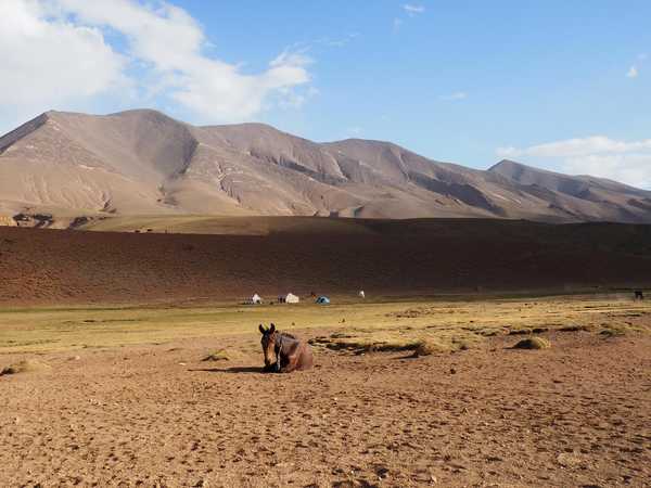 Âne sur le plateau de Tarkeddit, devant le M'goun au Maroc