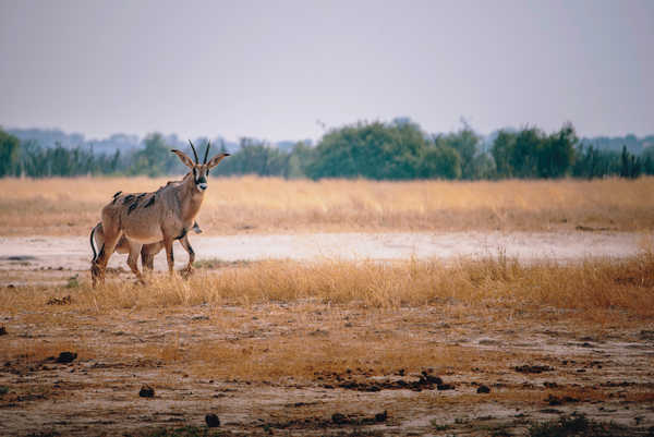 Antilope cheval dans la brousse, Botswana