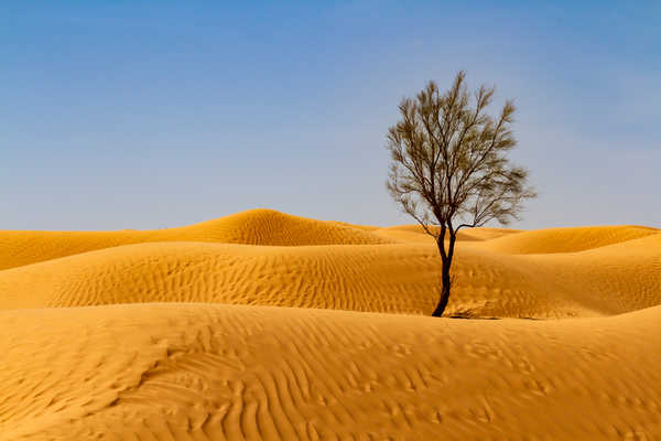 arbre-grand-erg-oriental-sahara