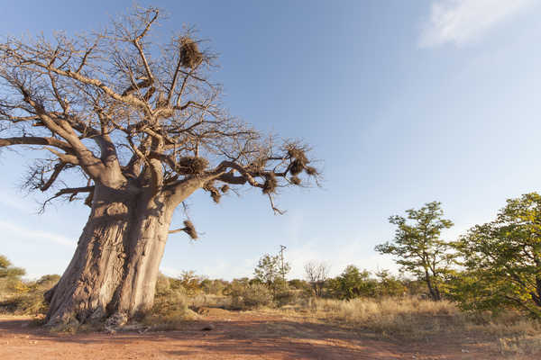 Baobab en Afrique du Sud