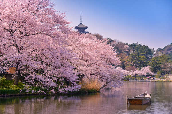 Cerisiers en fleurs pendant le printemps au Japon