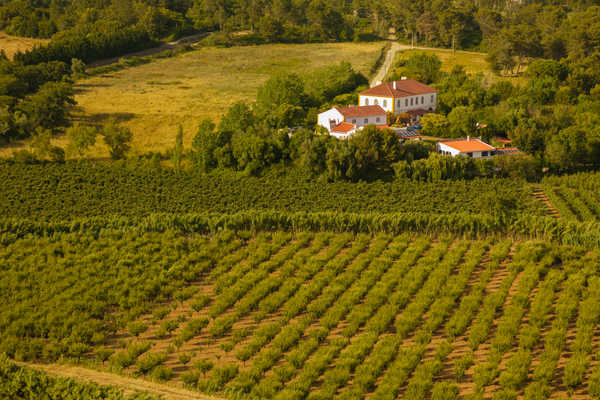 Champs de vignes au Portugal
