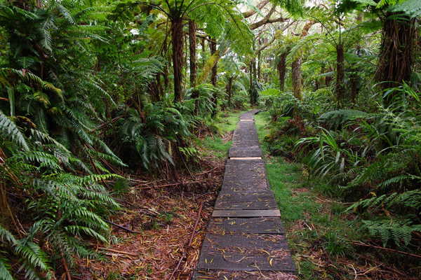 Chemin de randonnée dans la forêt de Bélouve sur l'île de la Réunion