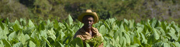 Cultivateur de tabac dans une plantation à Cuba