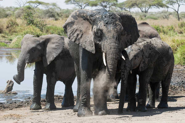 Elephants en Tanzanie