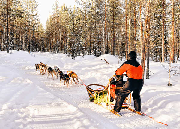 Finlande chiens de traîneau