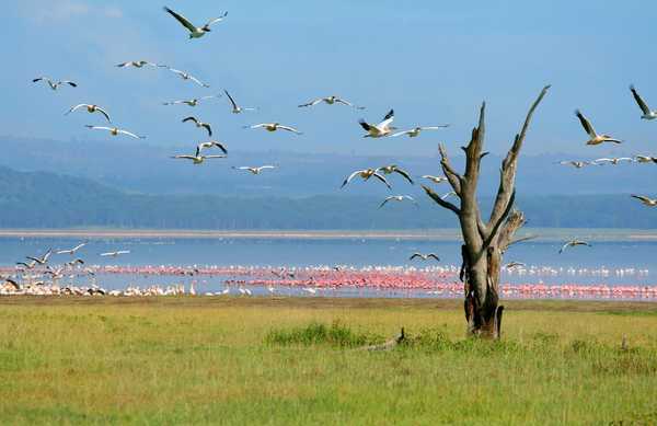 Flamants roses sur le Lac Nakuru, au Kenya