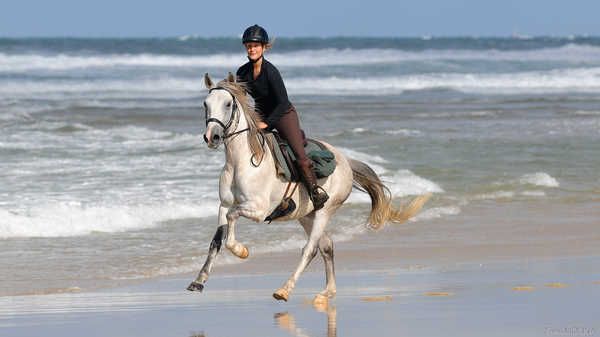 galopade-sur-la-plage