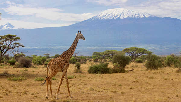 Girafe dans le Parc National d'Amboseli au Kenya avec le Mont Kilimandjaro dans le fond