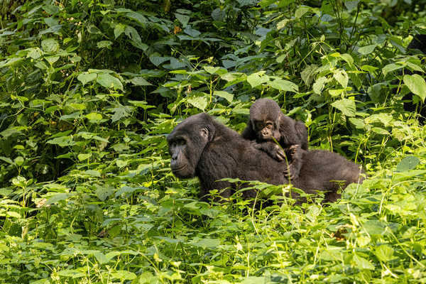 Gorille femelle avec son bébé dans la jungle de Bwindi en Ouganda