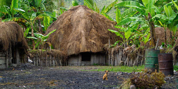 hutte traditionnelle du peuple dani dans la vallée de baliem, papouasie occidentale-indonésie