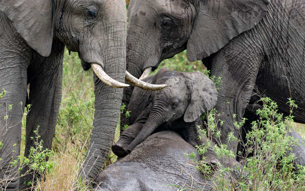 Jeunes éléphants dans le Masaï Mara lors d'un safari au Kenya