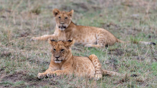 Jeunes lions du Serengeti