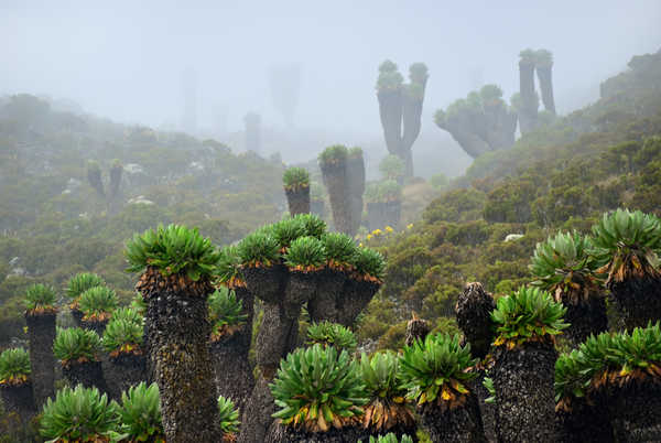 La forêt de Séneçons géants sur le Kilimandjaro en  Tanzanie