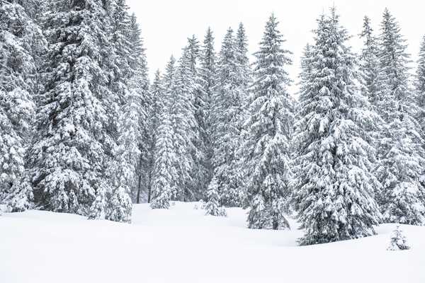 Paysage de Finlande l'hiver, forêt de conifères