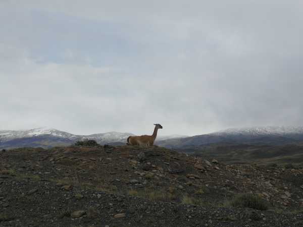 lama-en-patagonie