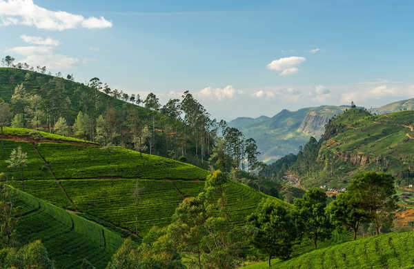 Les plantations de thé de Nuwara Eliya Sri Lanka