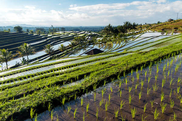 Les rizières de Jatiluwih indonesie