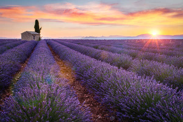 Lever de soleil sur le plateau de Valensole, Haute Provence © Ronnybas Lever de soleil sur le plateau de Valensole, Haute Provence