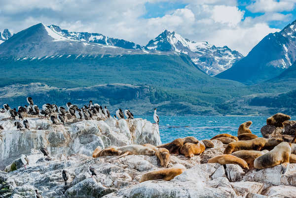 Lion de mer dans le canal de Beagle à Ushuaia, Patagonie, Argentine