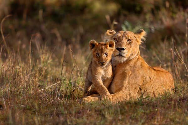 Lionne et son lionceau dans la savane au Kenya