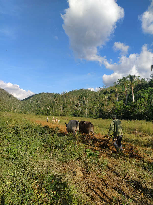 local qui travaille avec des vaches Vinales à Cuba