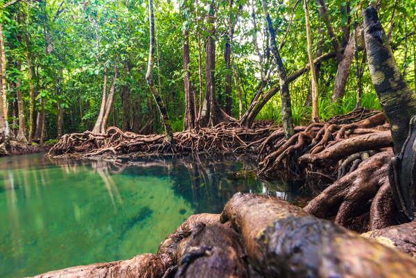 Mangroves dans la réserve naturelle de Sian Ka an au Mexique