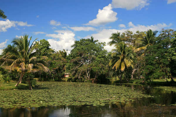 Marais de Zapata à Cuba